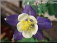 columbine  flower