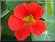 red nasturtium flower