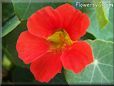 red nasturtium flower