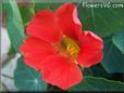 red nasturtium flower