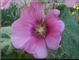 hollyhock flower