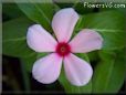 pink maroon vinca flower