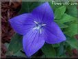 balloon flower