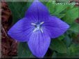 balloon flower