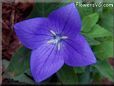 balloon flower