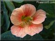 pink nasturtium flower