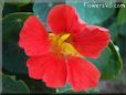 red nasturtium flower