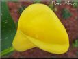 yellow calla lily flower