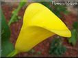 yellow calla lily flower