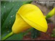 yellow calla lily flower