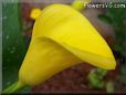 yellow calla lily flower