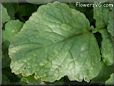 radish leaves