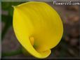 yellow calla lily flower