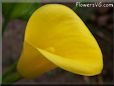 yellow calla lily flower