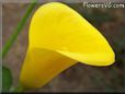 yellow calla lily flower