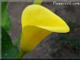 yellow calla lily flower