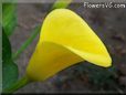 yellow calla lily flower