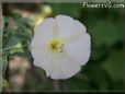 round white vine flower