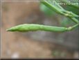 collards seed pod