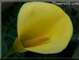 yellow calla lily flower