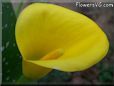 yellow calla lily flower