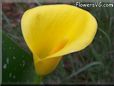 yellow calla lily flower