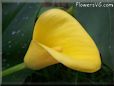 yellow calla lily flower
