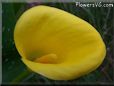 yellow calla lily flower