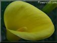yellow calla lily flower