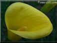 yellow calla lily flower