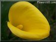 yellow calla lily flower
