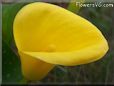 yellow calla lily flower