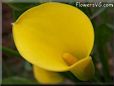 yellow calla lily flower