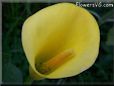 yellow calla lily flower
