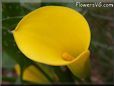 yellow calla lily flower