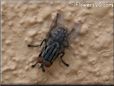 large fly