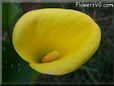 yellow calla lily flower