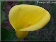 yellow calla lily flower