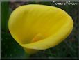 yellow calla lily flower