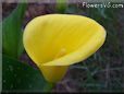 yellow calla lily flower