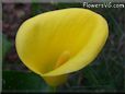 yellow calla lily flower