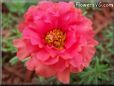 red moss rose flower