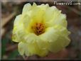 yellow moss rose flower