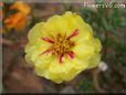 yellow moss rose flower