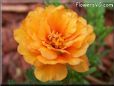 orange moss rose flower