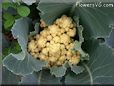 cauliflower