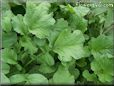 radish leaves