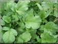 radish leaves