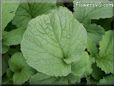 radish leaves