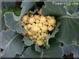  cauliflower